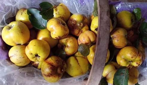 Quince harvesting