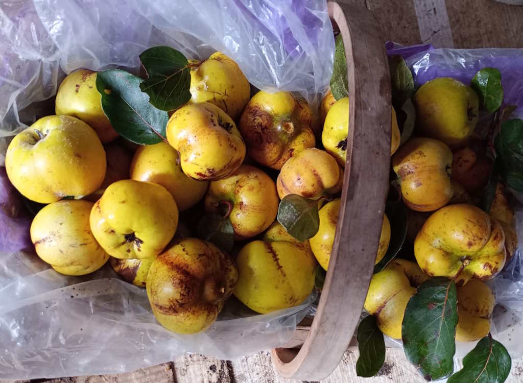 A basket of ripe quince after harvesting from the tree.