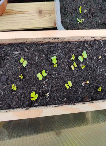How to re-use an old wooden wine box for growing radishes