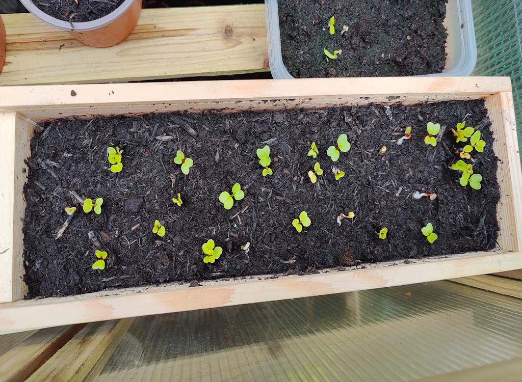 A wine box with radish seedlings growing in it.