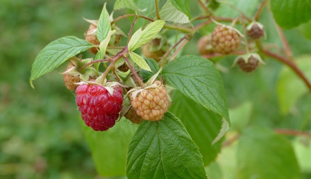 Jobs in the garden for August