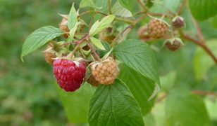 Jobs in the garden for August