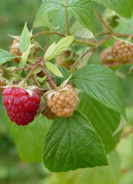 Jobs in the garden for August