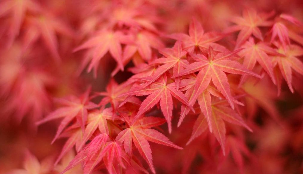 Jobs in the garden for October