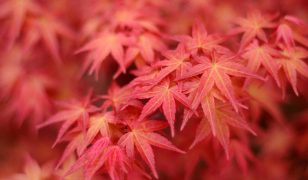 Jobs in the garden for October