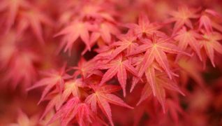 Jobs in the garden for October