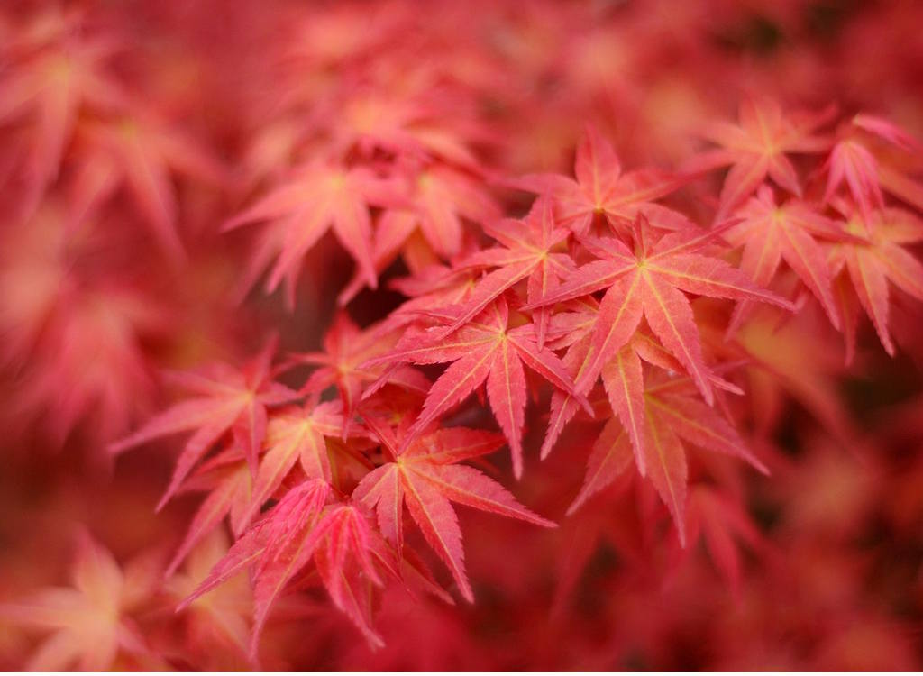 An acer during autumn turns bright red.