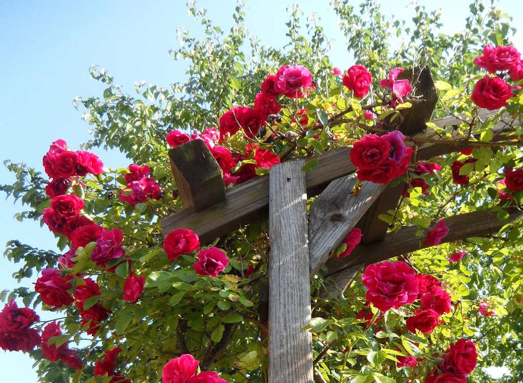 A red climbing roses in full bloom growing up a wooden trellis.