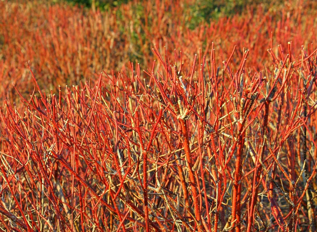 Cornus midwinter fire known as red dogwood after clipping. 