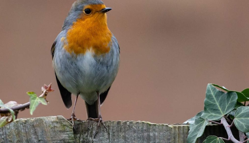 Jobs in the garden for January