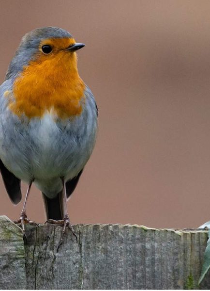 Jobs in the garden for January