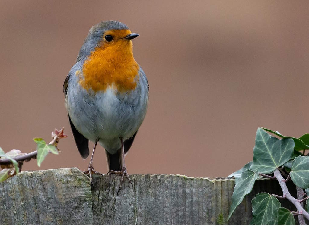 A robin sat on a fence with ivy growing around.