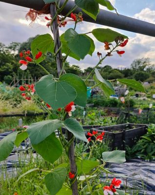 Jobs in the garden for September