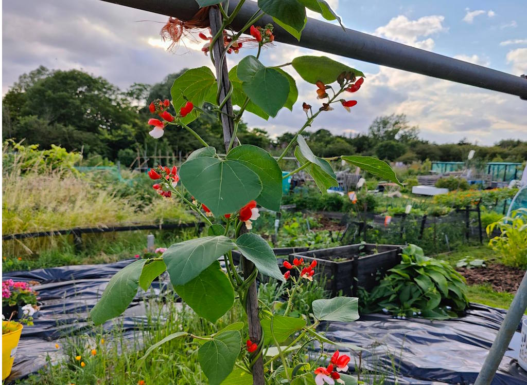 Painted lady runner beans growing on an allotment.