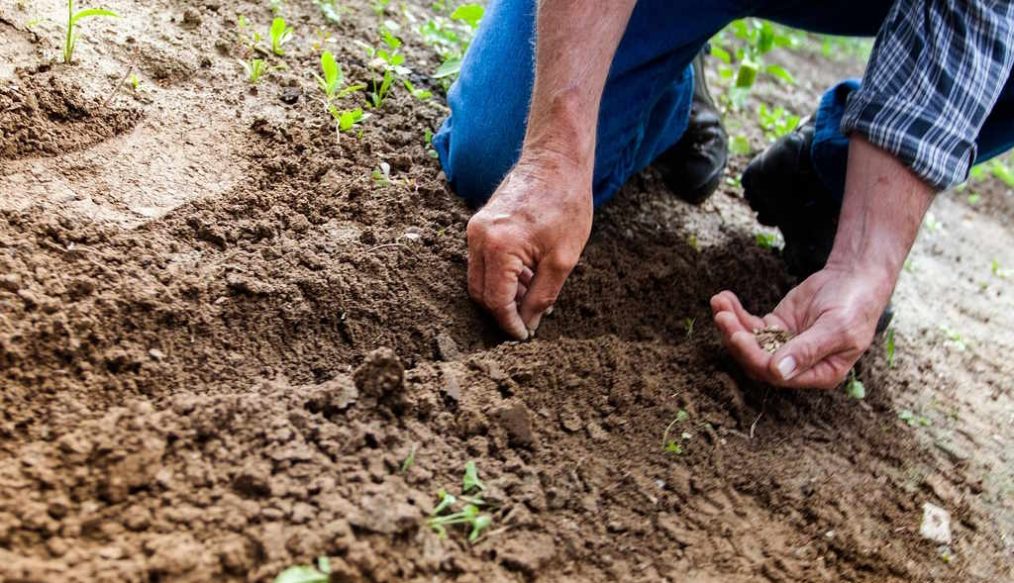 Kings Seeds – discount code until end of January ’25