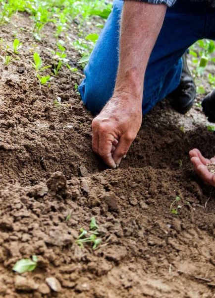 Kings Seeds – discount code until end of January ’25