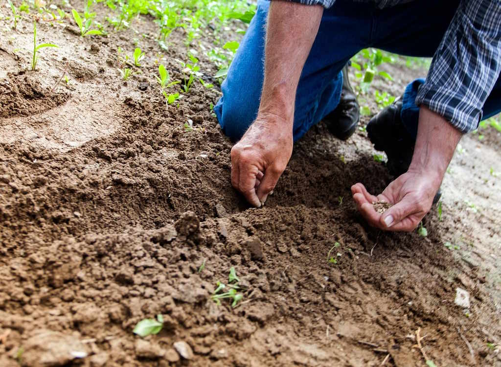 A man is planting seeds in soil.