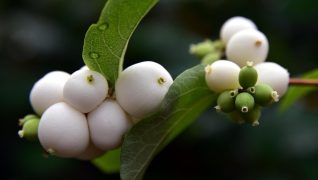 Jobs in the garden for November