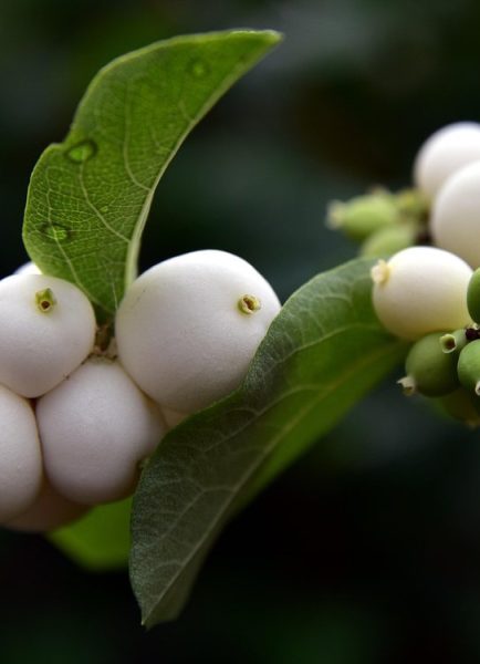 Jobs in the garden for November