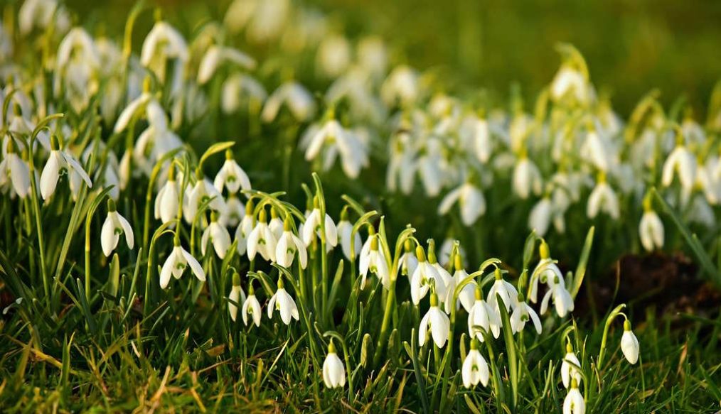 Snowdrop display in full bloom and Ken’s pleased
