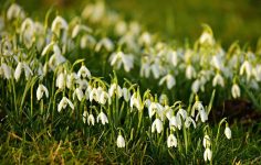 Snowdrop display in full bloom and Ken’s pleased