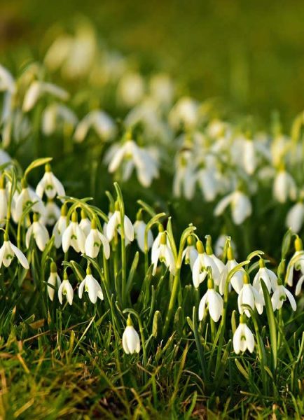 Snowdrops to visit