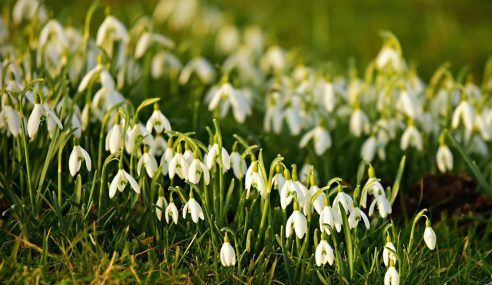 Snowdrops to visit