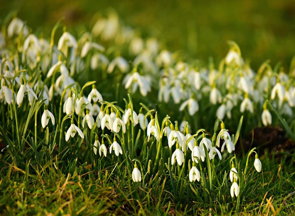 Snowdrops in bloom and on display.