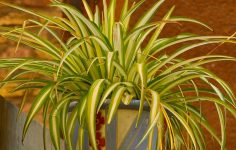 Spider plants – a houseplant survivor