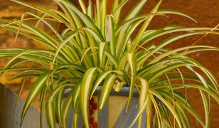 Spider plants – a houseplant survivor