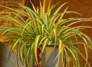 Spider plants – a houseplant survivor