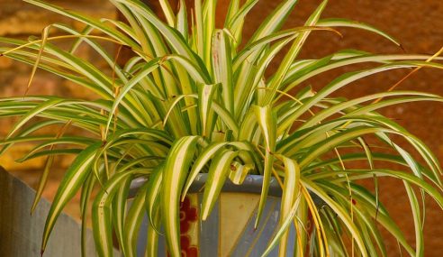 Spider plants – a houseplant survivor