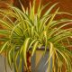 Spider plants – a houseplant survivor