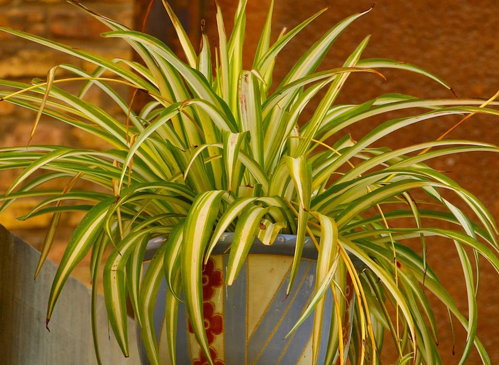 A large mature spider plant.