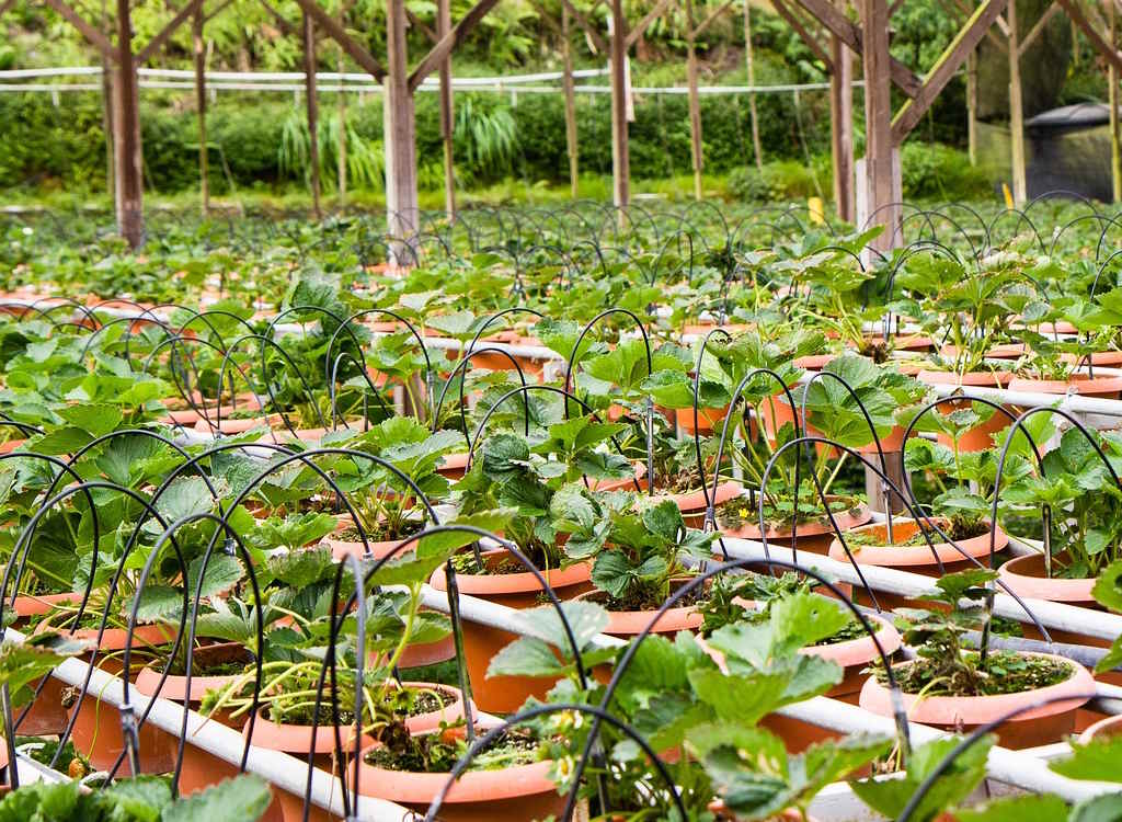 Rows and rows of strawberry plants awaiting planting out in tunnels and fields.