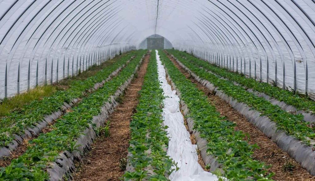 Tiptree – February