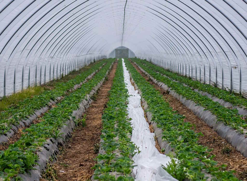 Strawberry plants in a plastic tunnel.