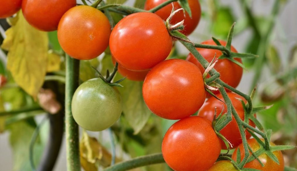 Kidz club: reaping the reward of vegetables sown