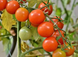 Kidz club: reaping the reward of vegetables sown