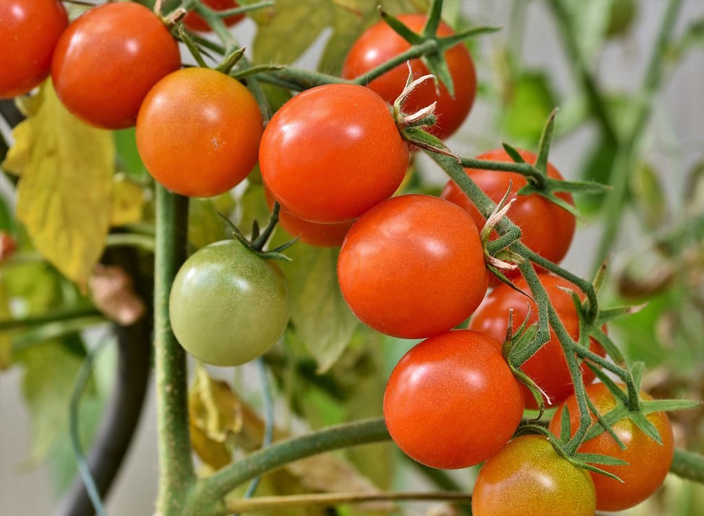 Tomatoes on the plant ripe and ready to pick.