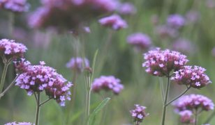 Jobs in the garden for March