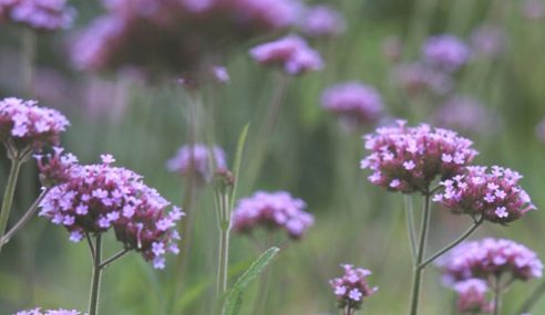 Jobs in the garden for March