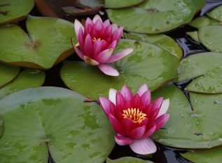 Waterlilies – blooms swamped by leaves