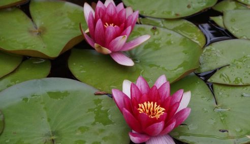 Waterlilies – blooms swamped by leaves