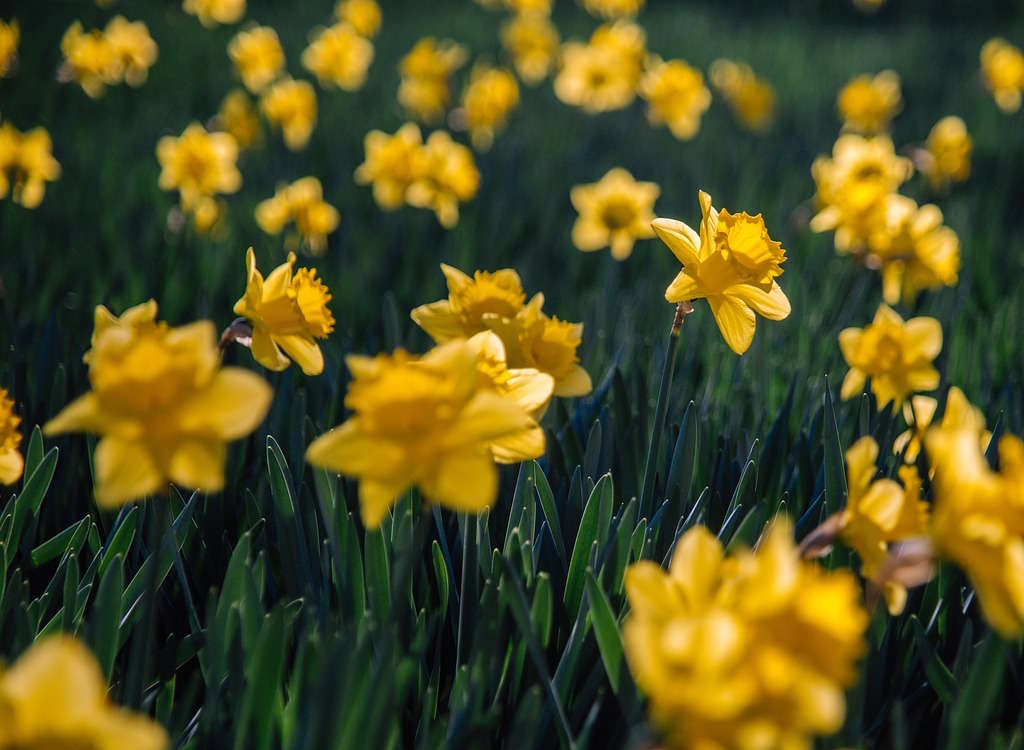 Classic yellow daffodils in the sunshine.