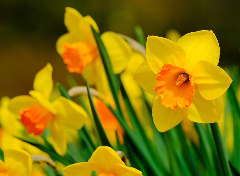 Narcissus 'Orange Progress' produces a flower with an orange trumpet and yellow petals. 