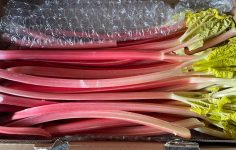 Rhubarb by candlelight