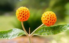 Choose buddleja globosa for your garden