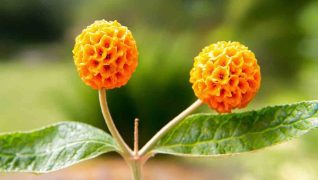 Choose buddleja globosa for your garden