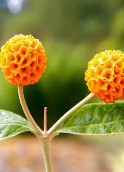 Choose buddleja globosa for your garden